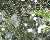 spiderweb.jpg